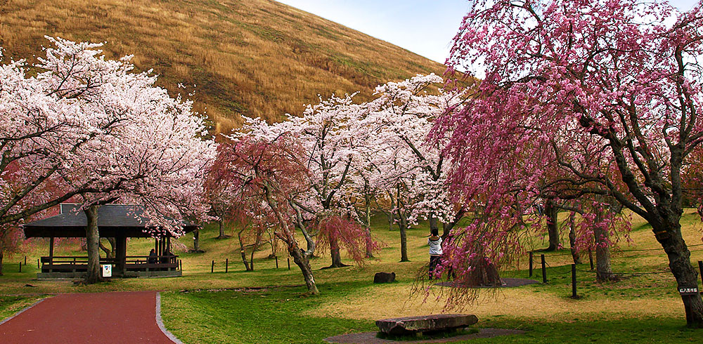 Cherry Blossoms at Izu Highlands Sakura no Sato